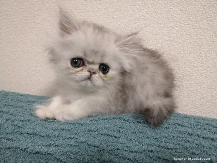 ID:2004-00794の子猫