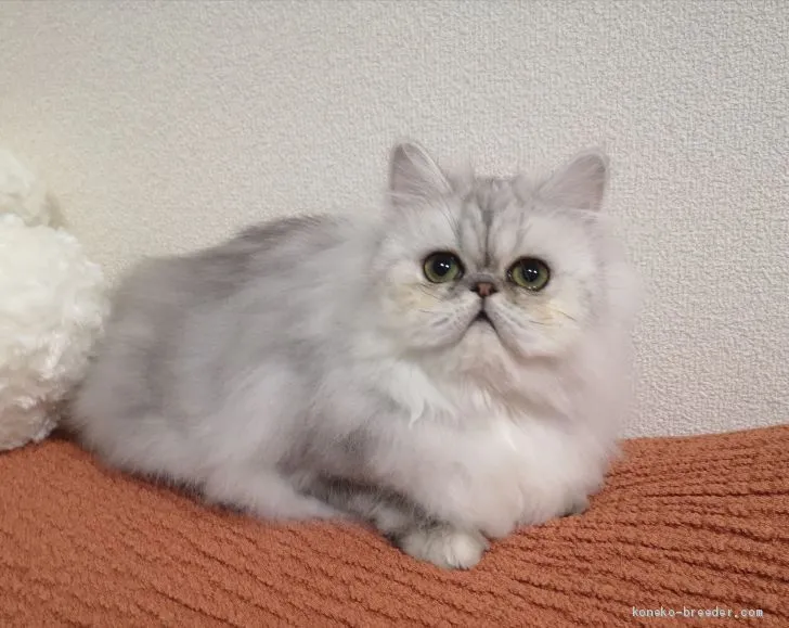 ID：2003-00990の子猫