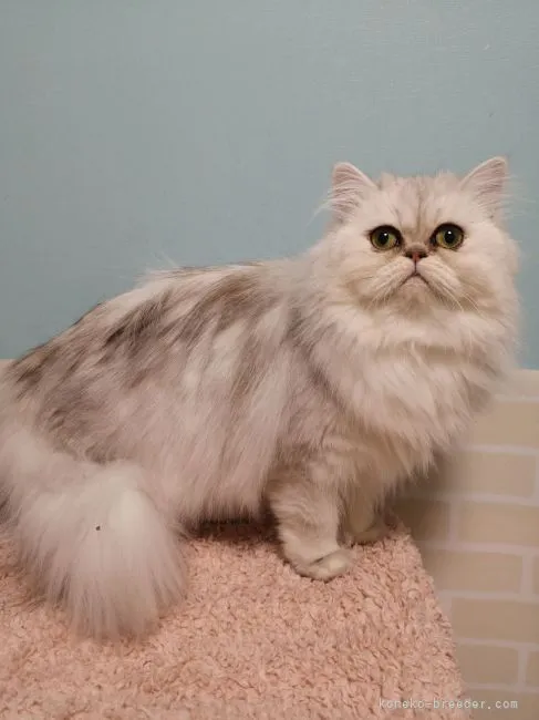 スノーベル 様のお迎えした子猫
