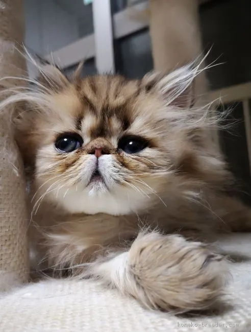 ID:2012-01338の子猫