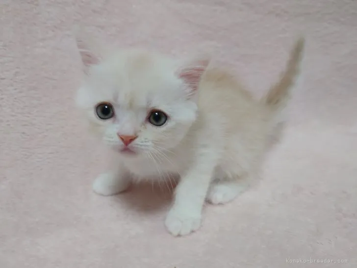 ID:2205-02554の子猫