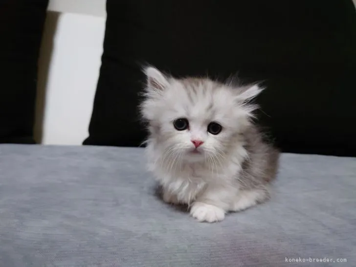 K.S 様のお迎えした子猫