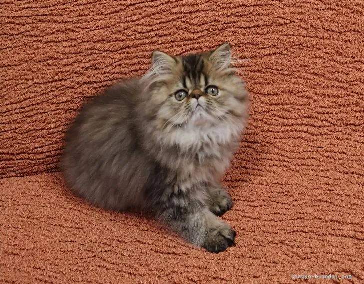 ID：1912-01529の子猫