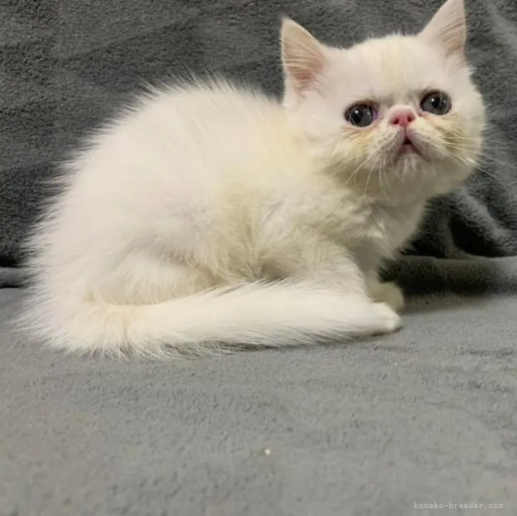 R.N 様のお迎えした子猫