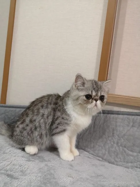 アリモ 様のお迎えした子猫