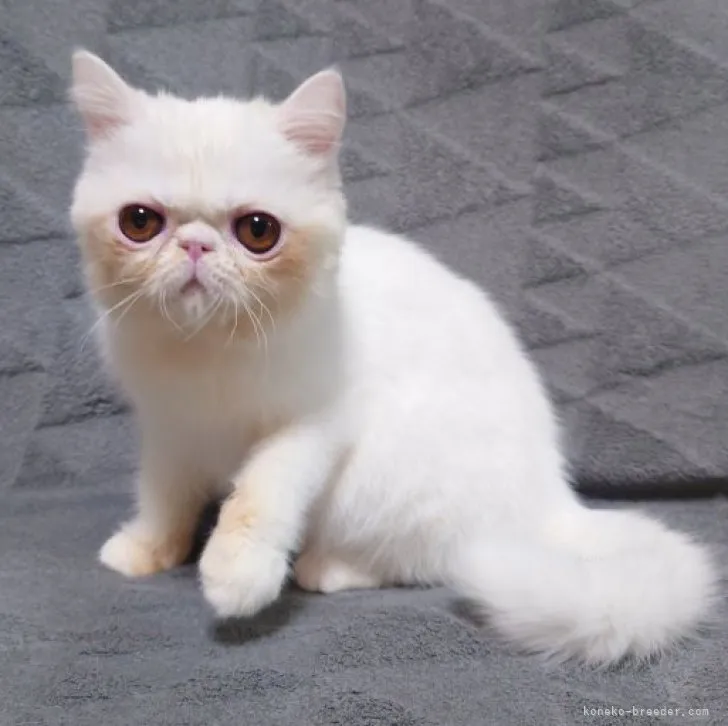 ID:2309-00977の子猫