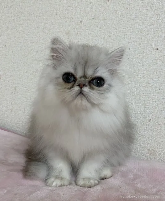 ID:2112-02163の子猫