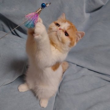 エキゾチックショートヘア【大阪府・男の子・2024年5月1日・レッドタビー&ホワイト】の写真「レッドタビー＆ホワイトのたれ目の男の子😺」