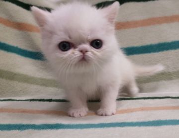 エキゾチックショートヘア【大阪府・女の子・2019年3月19日・ホワイト(?)】の写真「両親CFAチャンピオンの白い女の子」