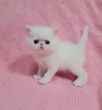 エキゾチックショートヘア【大阪府・男の子・2021年4月1日・ホワイト】の写真「まだまだヨチヨチ可愛いボクちゃん」