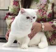エキゾチックショートヘア【・男の子・2016年12月24日・ホワイト】「キャットショーの時の写真です」