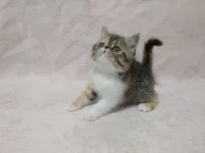 エキゾチックショートヘア【大阪府・女の子・2022年3月21日・ブラウンタビー&ホワイト】の写真2