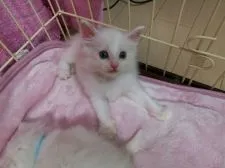 ノルウェージャンフォレストキャット【大阪府・男の子・2018年4月1日・ホワイト】の写真2「じゃれる前の準備運動で手を全開にしてます」