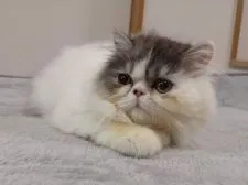 エキゾチックショートヘア【大阪府・男の子・2021年8月11日・シルバータビー&ホワイト】の写真2