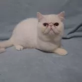 エキゾチックショートヘア【大阪府・男の子・2024年5月22日・ホワイト】の写真3