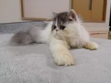 エキゾチックショートヘア【大阪府・男の子・2021年8月11日・シルバータビー&ホワイト】の写真3