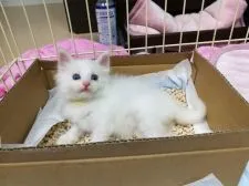 ノルウェージャンフォレストキャット【大阪府・男の子・2018年4月1日・ホワイト】の写真3