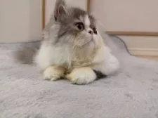 エキゾチックショートヘア【大阪府・男の子・2021年8月11日・シルバータビー&ホワイト】の写真4