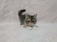 エキゾチックショートヘア【大阪府・女の子・2022年3月21日・ブラウンタビー&ホワイト】の写真5