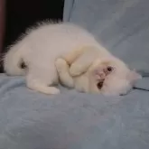 エキゾチックショートヘア【大阪府・男の子・2024年5月22日・ホワイト】の写真5