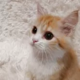 ミヌエット(長足)【大阪府・男の子・2025年6月15日・レッドタビー&ホワイト】の写真5