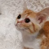 ミヌエット(短足)【大阪府・男の子・2025年6月15日・レッドタビー&ホワイト】の写真4