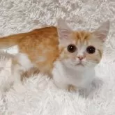 ミヌエット(短足)【大阪府・男の子・2025年6月15日・レッドタビー&ホワイト】の写真3