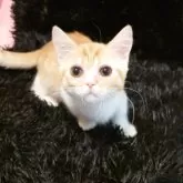 ミヌエット(短足)【大阪府・男の子・2025年6月15日・レッドタビー&ホワイト】の写真2