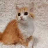 ミヌエット(長足)【大阪府・男の子・2025年6月15日・レッドタビー&ホワイト】の写真7