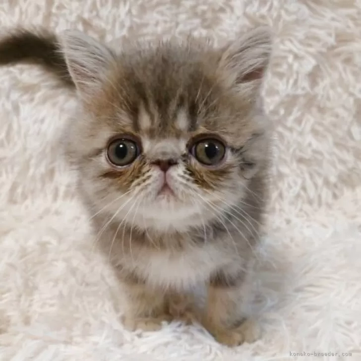 ID：2508-03387の子猫