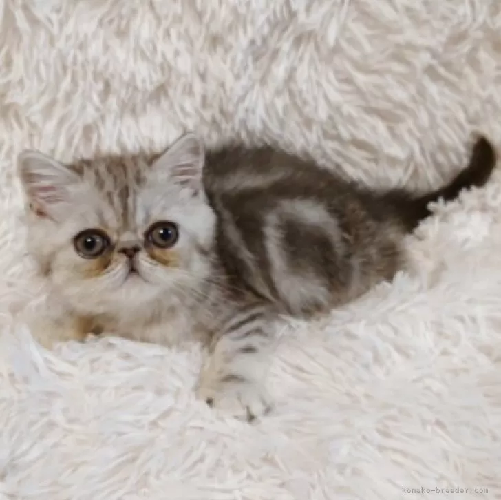 ID：2508-03384の子猫