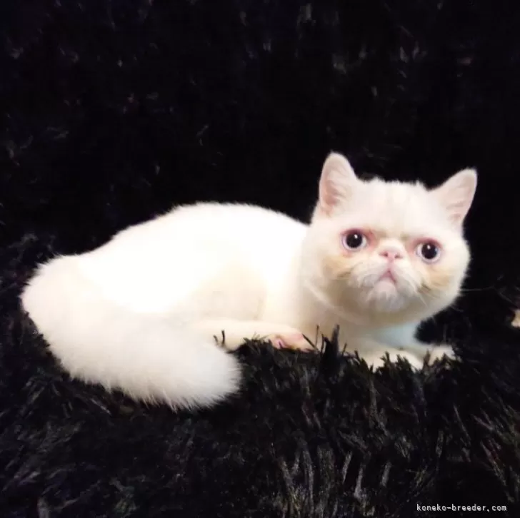 エキゾチックショートヘア【大阪府・男の子・2025年6月10日・ホワイト】の写真1