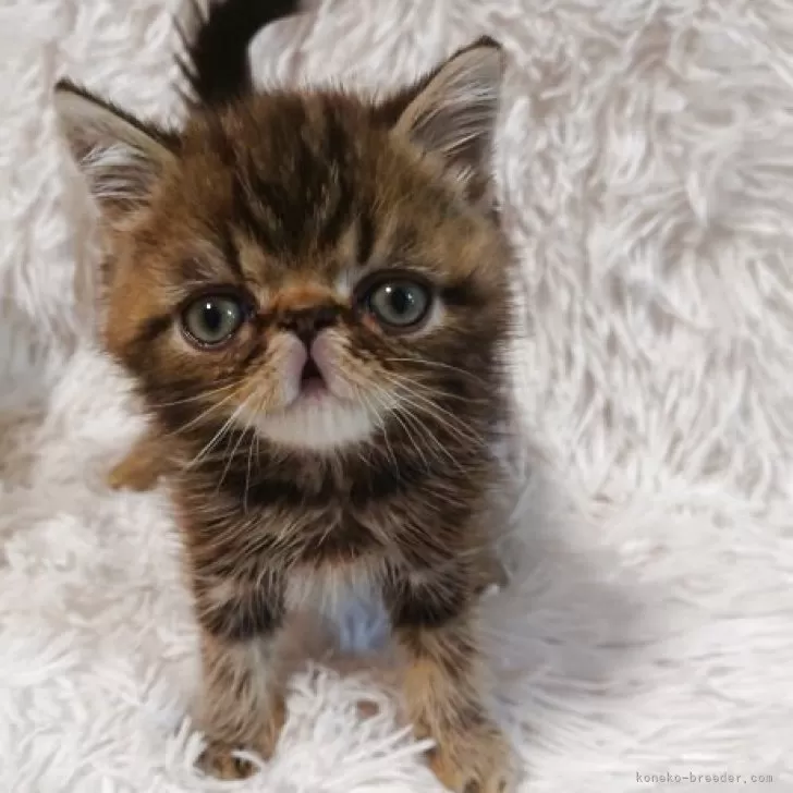 ID：2509-00829の子猫