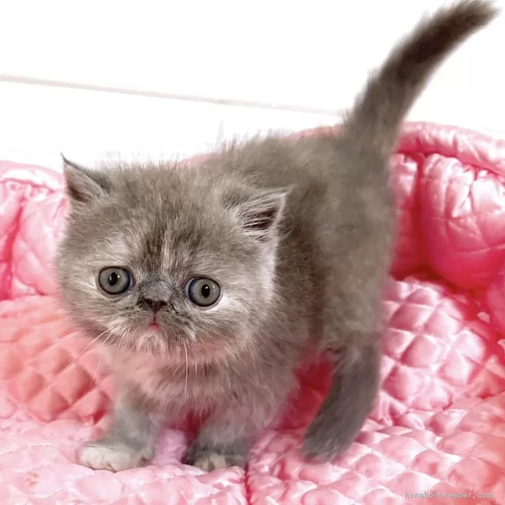 ID:2507-00481の子猫
