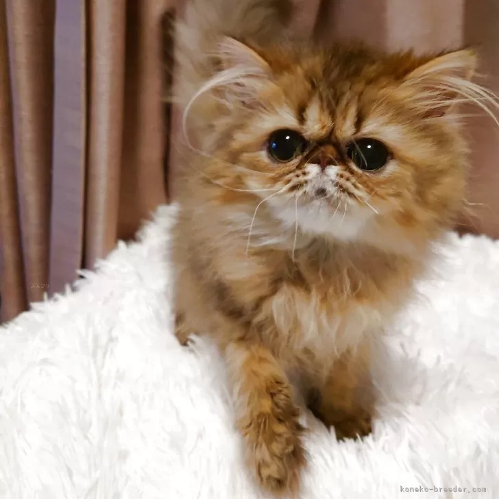 ID：2501-01523の子猫