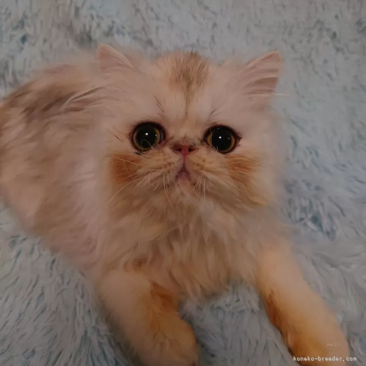 ID:2412-01236の子猫