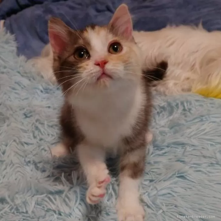 ID：2602-00073の子猫