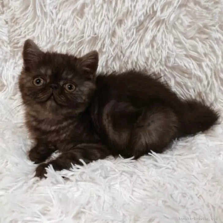 ID：2508-03382の子猫