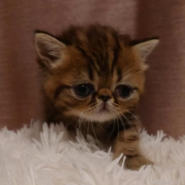 ID：2503-02307の子猫