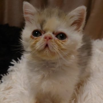 エキゾチックショートヘア【大阪府・男の子・2025年10月1日・ブルー&ホワイト】の写真「おっとり癒し系、遊びは本気！可愛い男の子♪」