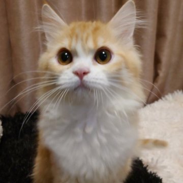 ミヌエット(長足)【大阪府・男の子・2025年6月15日・レッドタビー&ホワイト】の写真「とても可愛らしい男の子です☆」