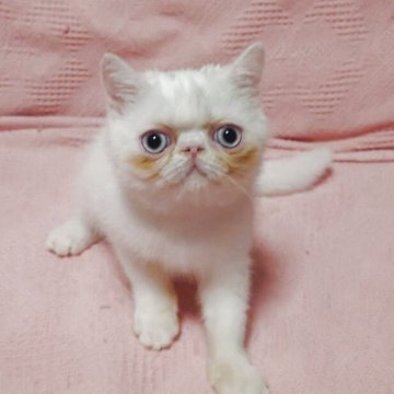 エキゾチックショートヘア【大阪府・男の子・2025年6月10日・ホワイト】の写真「好奇心旺盛で甘えん坊♪ブルーアイが魅力の男の子👑」