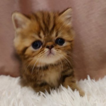 エキゾチックショートヘア【大阪府・男の子・2025年2月22日・ブラウンタビー】の写真「マイペースな可愛い男の子です🐱」