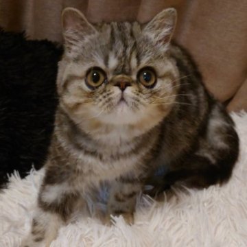 エキゾチックショートヘア【大阪府・男の子・2025年6月11日・シルバータビー】の写真「まん丸お顔の愛され王子！猫じゃらし大好きです♪」