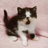 エキゾチックショートヘア