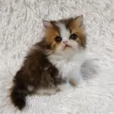 エキゾチックショートヘア