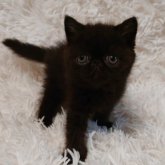 エキゾチックショートヘア