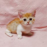 ミヌエット(短足)