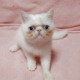 エキゾチックショートヘア