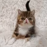 エキゾチックショートヘア
